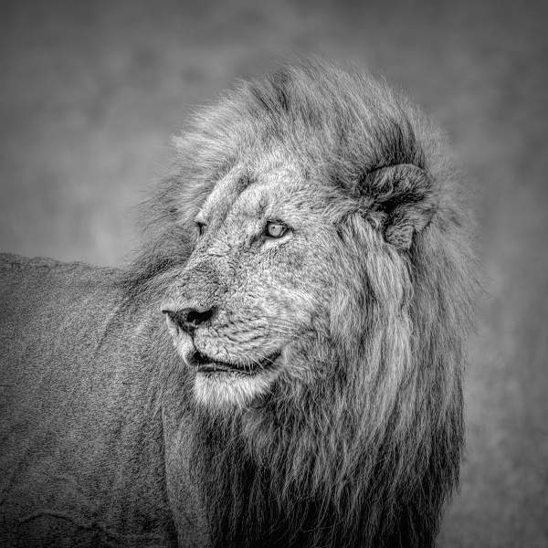 Majestic Lion, Kruger National Park_Wendy Mann.jpg - Exhibition Monochrome B
